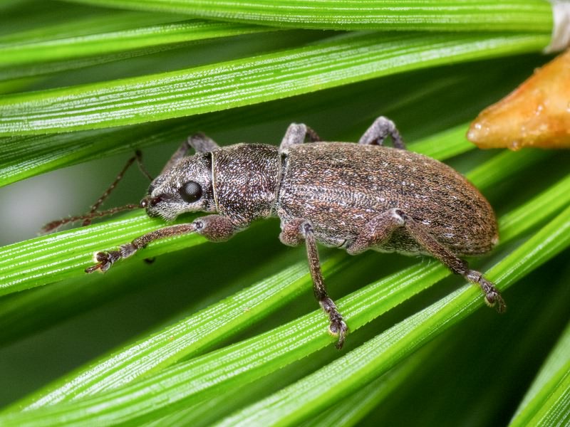 Brachyderes incanus (Linnaeus, 1758)